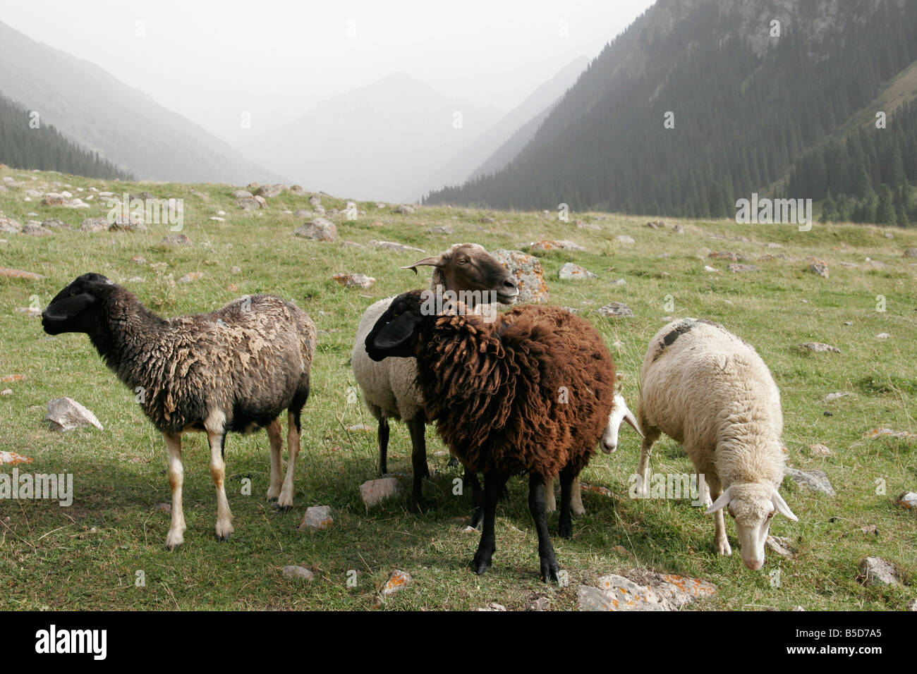 Les pâturages dans Altyn Arashan Vallée, Tien Shan mountain, du Kirghizistan, de l'Asie centrale Banque D'Images