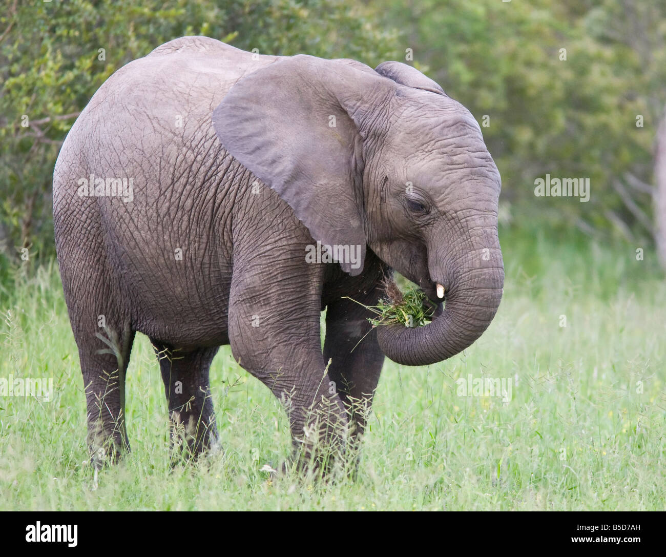 Éléphant d'Afrique (Loxodonta africana) manger de veau. Parc national Kruger Afrique du Sud Banque D'Images