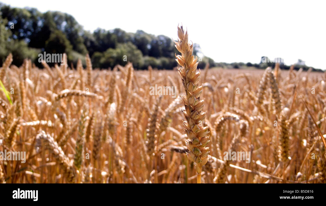 Épi de blé ou de maïs dans un produit prêt pour la récolte, soit pour l'alimentation de carburant bio ou ciel bleu Banque D'Images