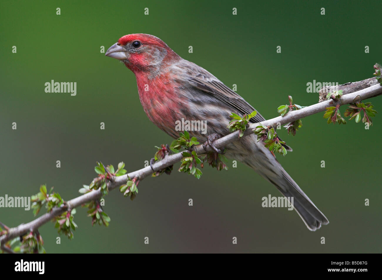 Roselin familier Carpodacus mexicanus perché sur la branche d'aubépine à Saanich Victoria Vancouver Island BC en Avril Banque D'Images