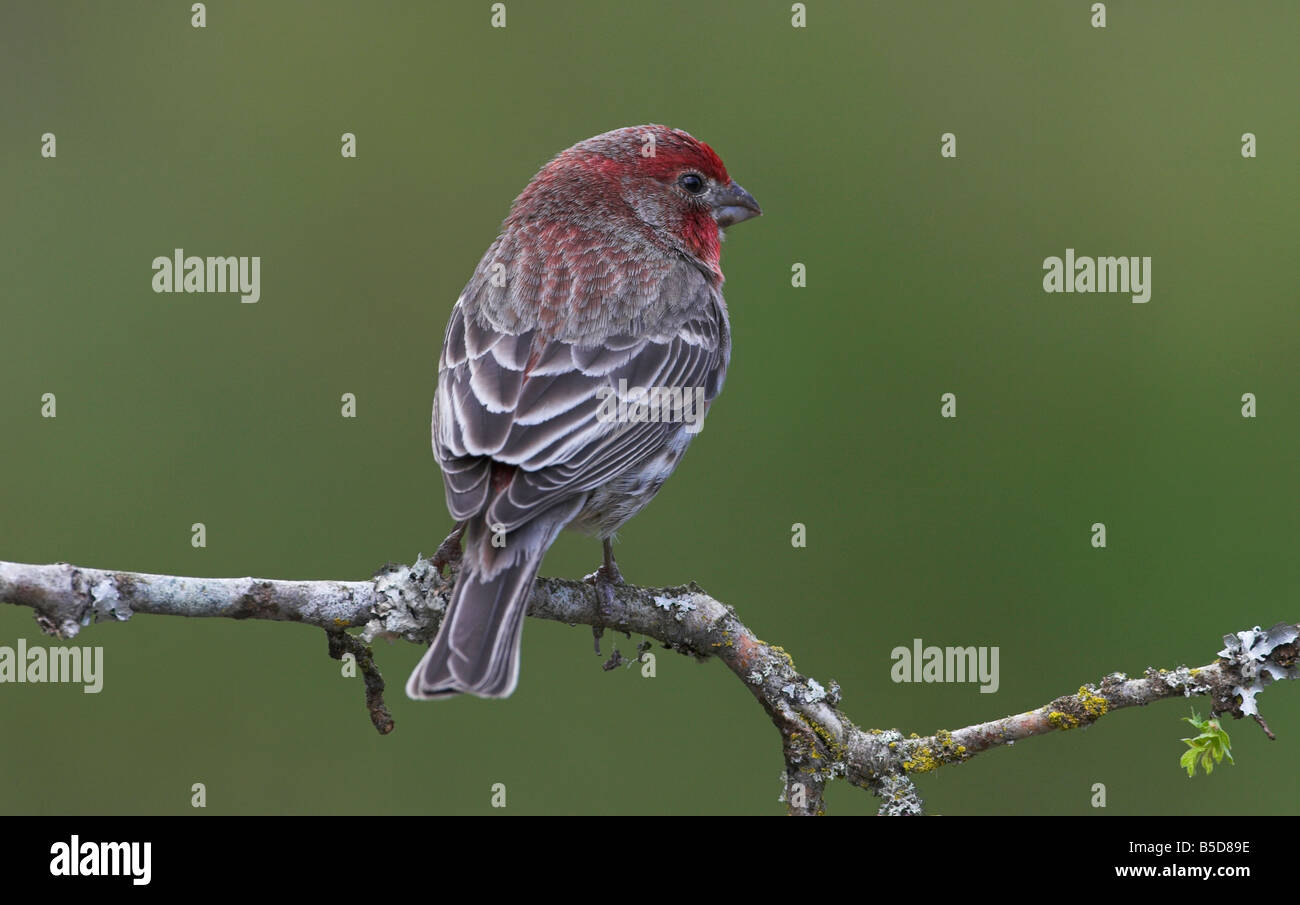 Roselin familier Carpodacus mexicanus perché sur une branche dans l'île de Vancouver Victoria Saanich BC en Avril Banque D'Images