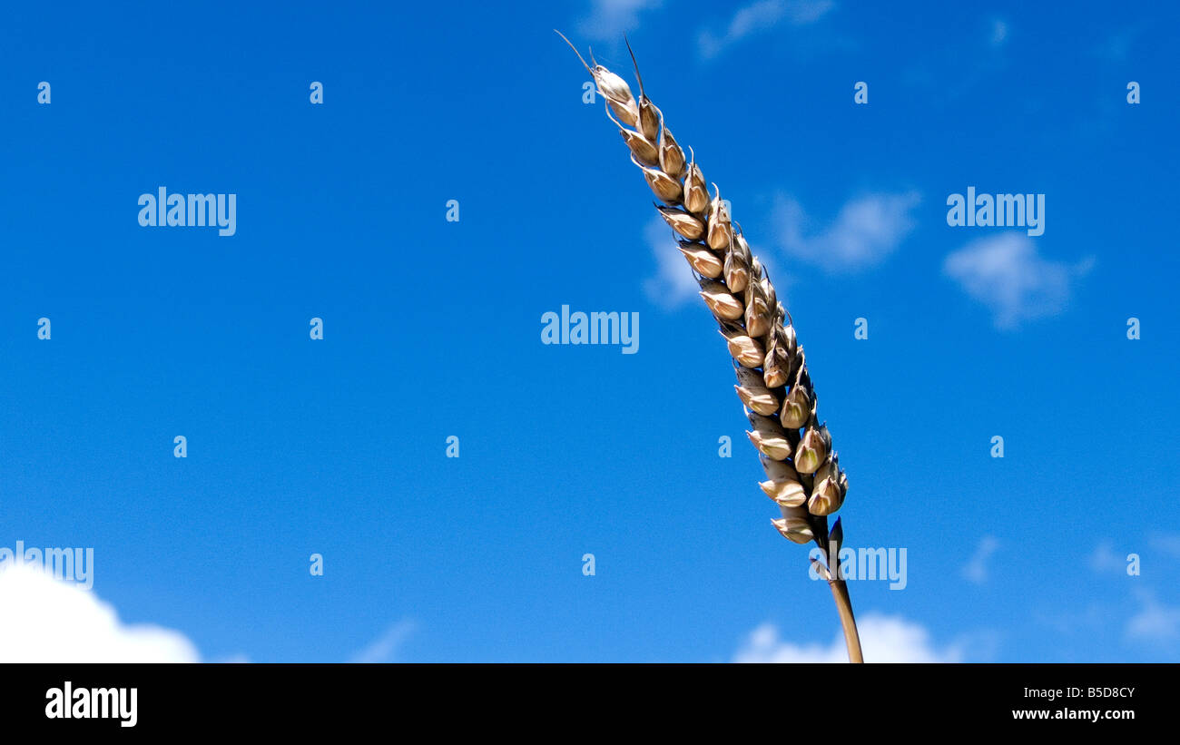 Épi de blé ou de maïs dans un produit prêt pour la récolte, soit pour l'alimentation de carburant bio ou ciel bleu Banque D'Images