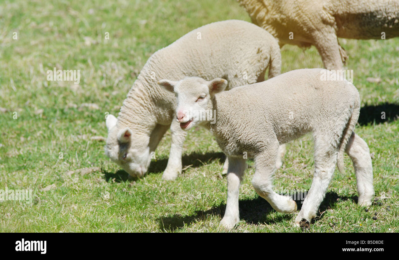 Grande image de jeunes agneaux à la ferme Banque D'Images