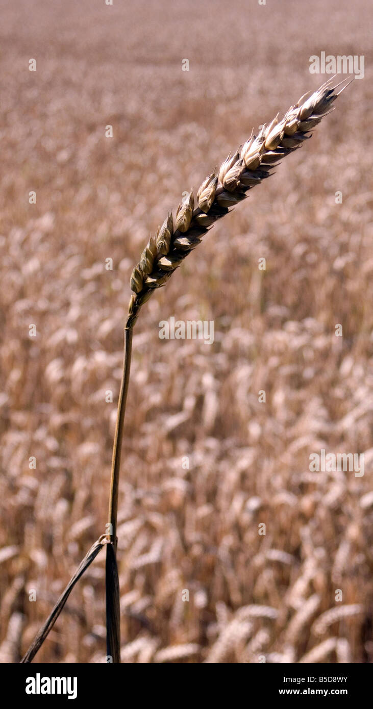 Épi de blé ou de maïs dans un produit prêt pour la récolte, soit pour l'alimentation ou de carburant bio Banque D'Images