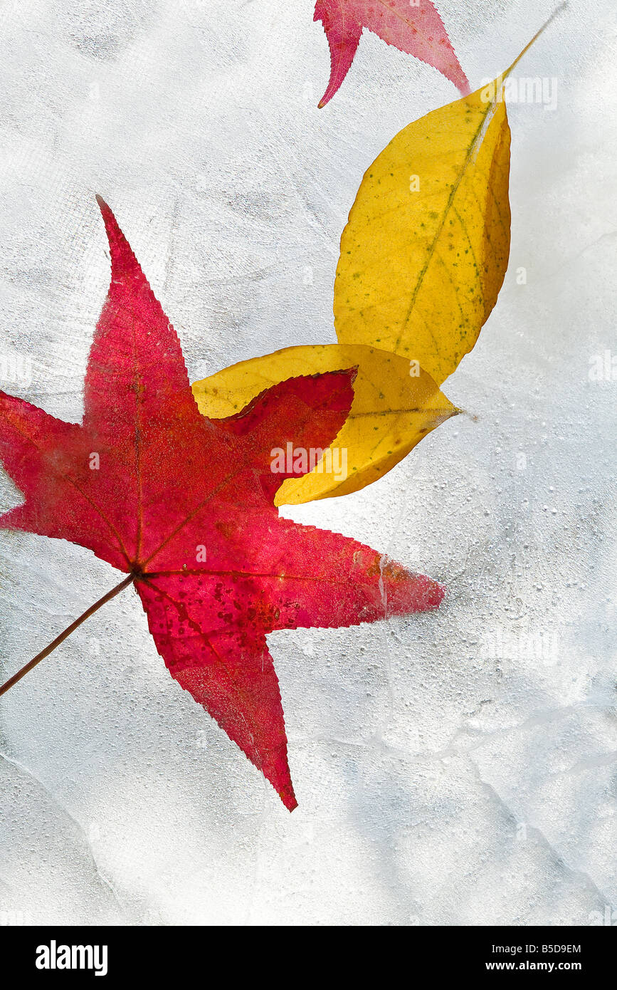 Feuille Feuilles en flux de glace Banque D'Images