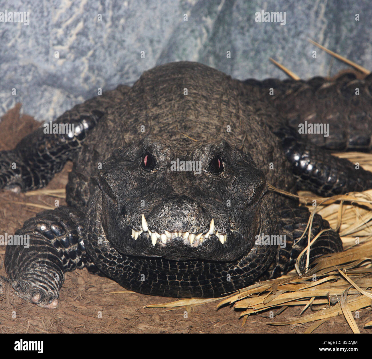 Une extreme close up du museau d'un Crocodile nain d'Afrique de l'Ouest Banque D'Images