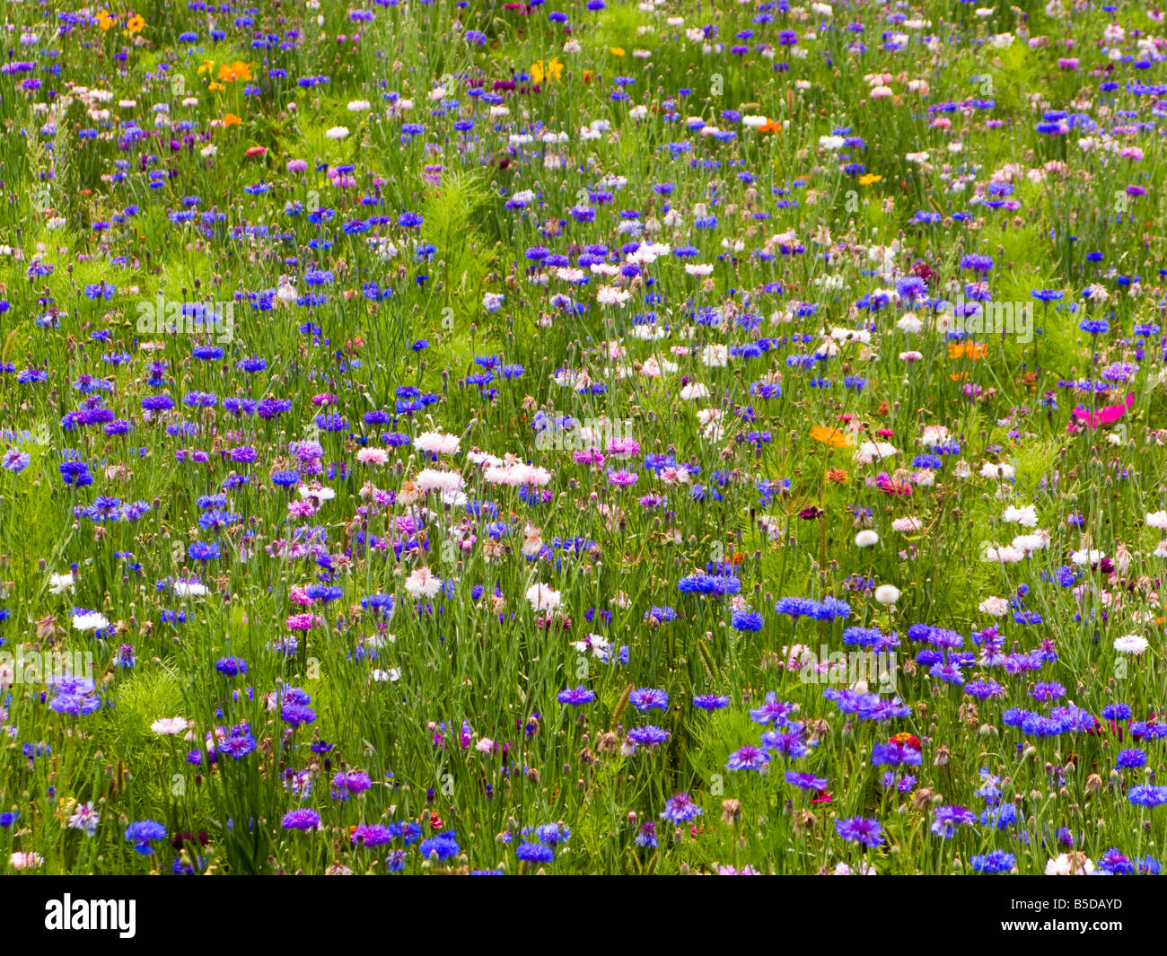 Pré de fleurs sauvages dans le sud de la France, Europe Banque D'Images