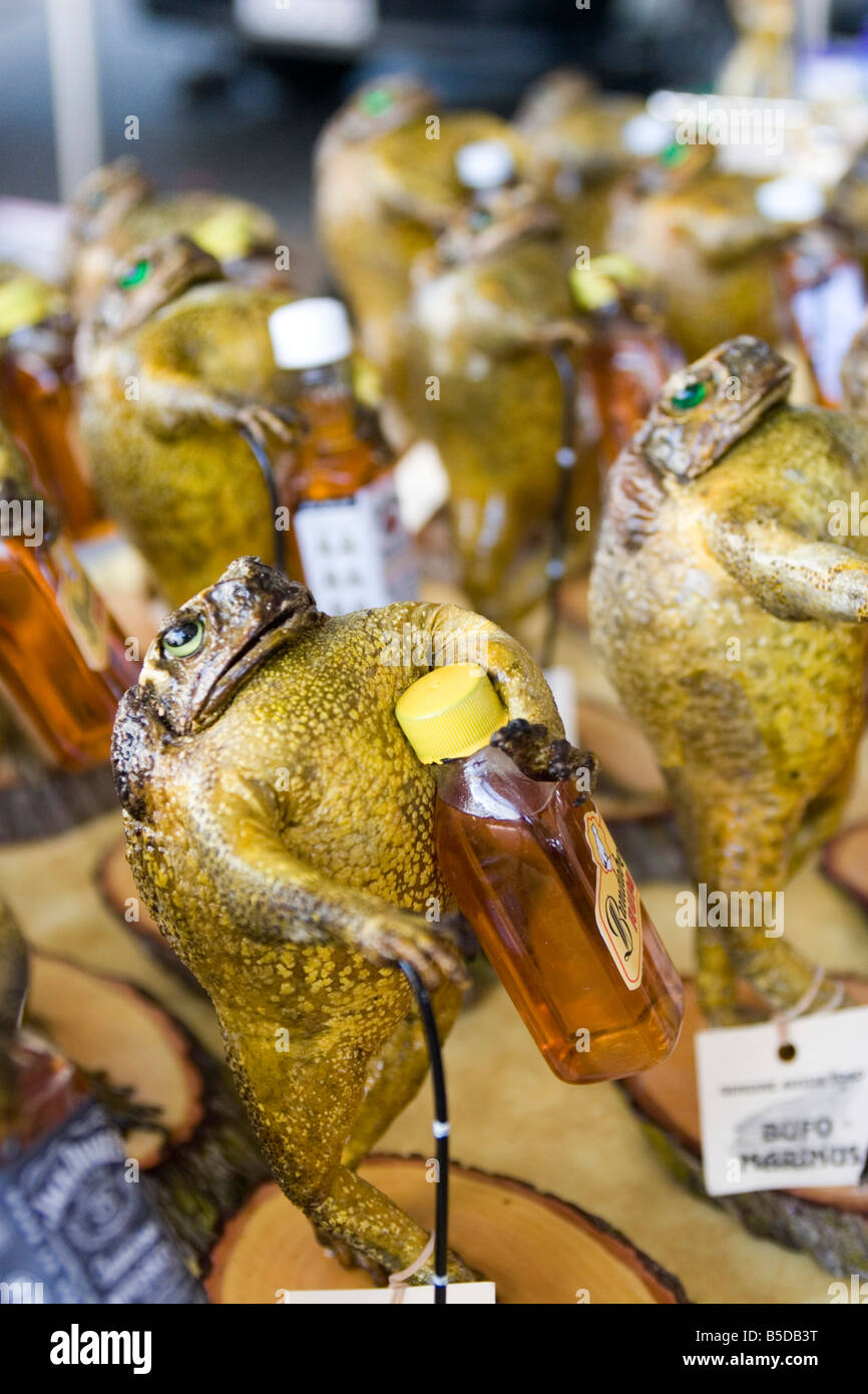 Les crapauds de canne en peluche tenant des petites bouteilles d'alcool à la vente à Cotter s marchés dans le Flinders St Mall Banque D'Images