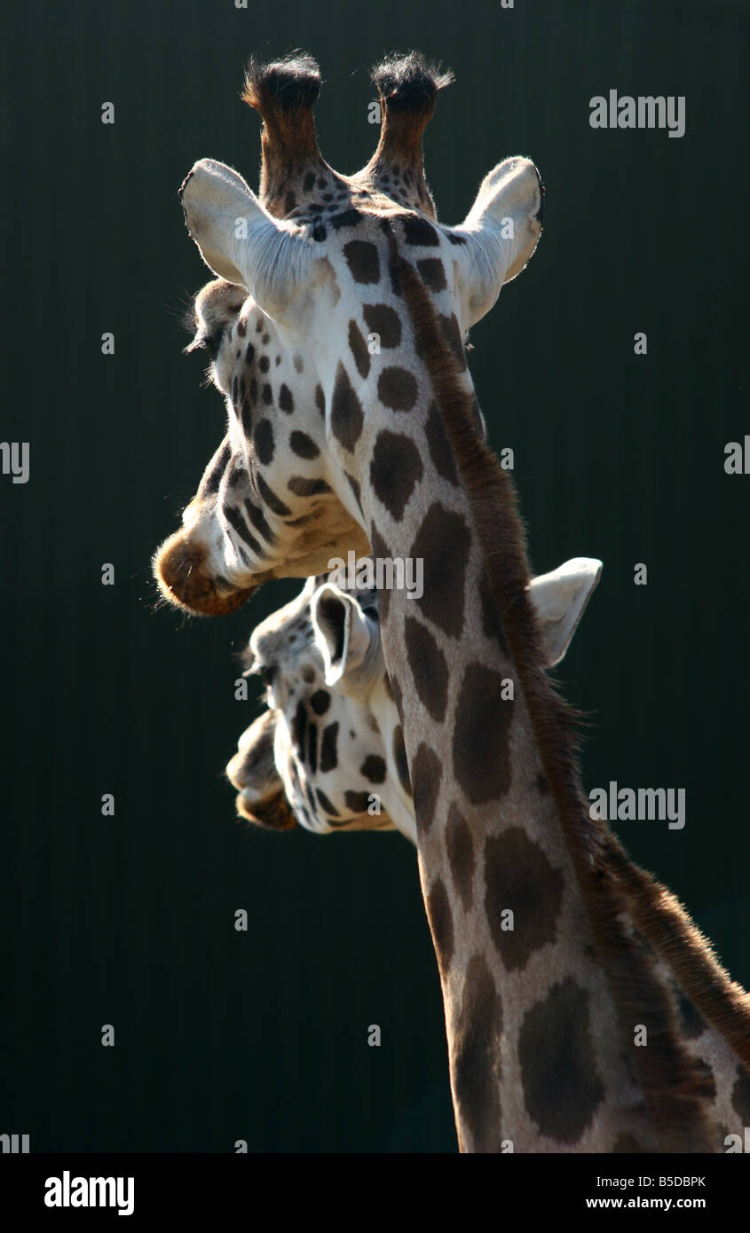 Les Girafes au zoo Banque D'Images