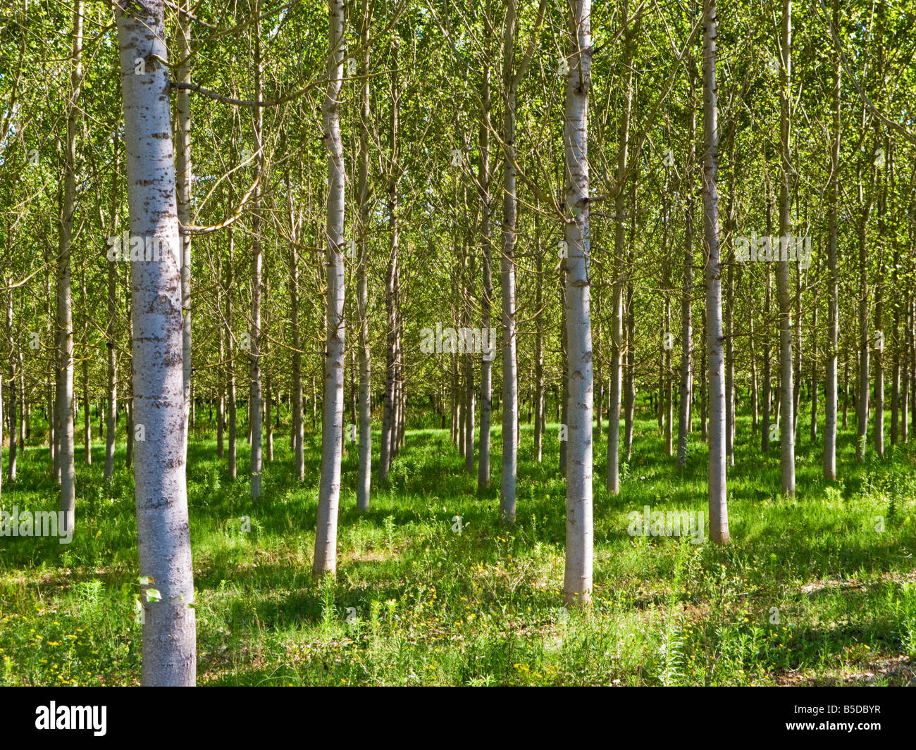 Lumière du soleil à travers une forêt aménagée de bouleaux d'argent en Tarn et Garonne, au sud-ouest de la France, de l'Europe Banque D'Images