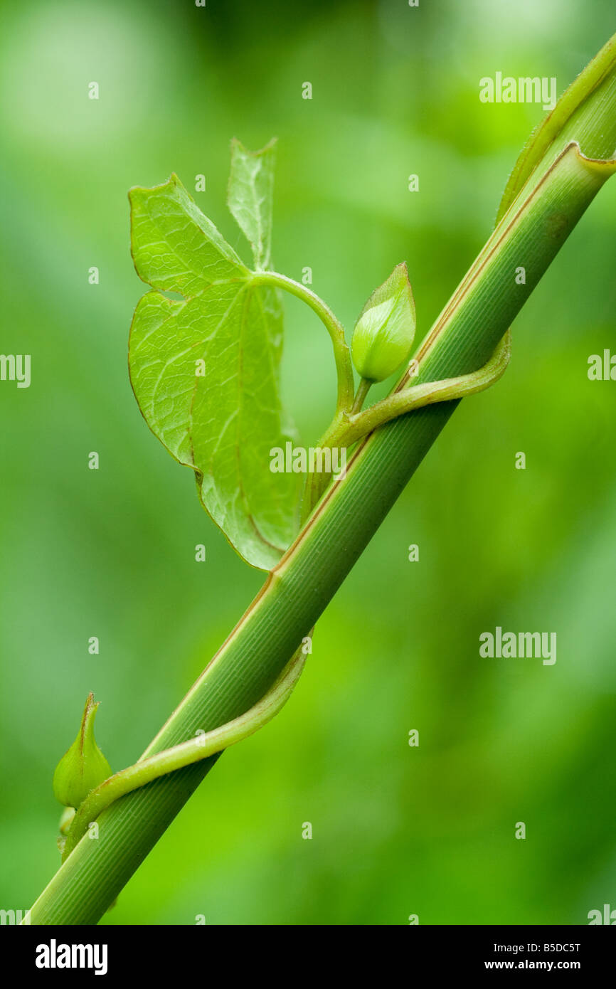Convolvulus arvensis stem Banque D'Images