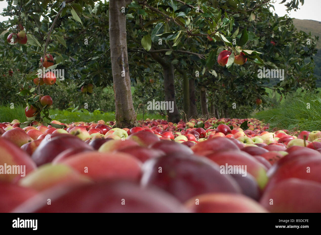 Katy les pommes à cidre en attente de collection après avoir subi des arbres du verger Cidre Thatchers Sandford Somerset en Angleterre Banque D'Images