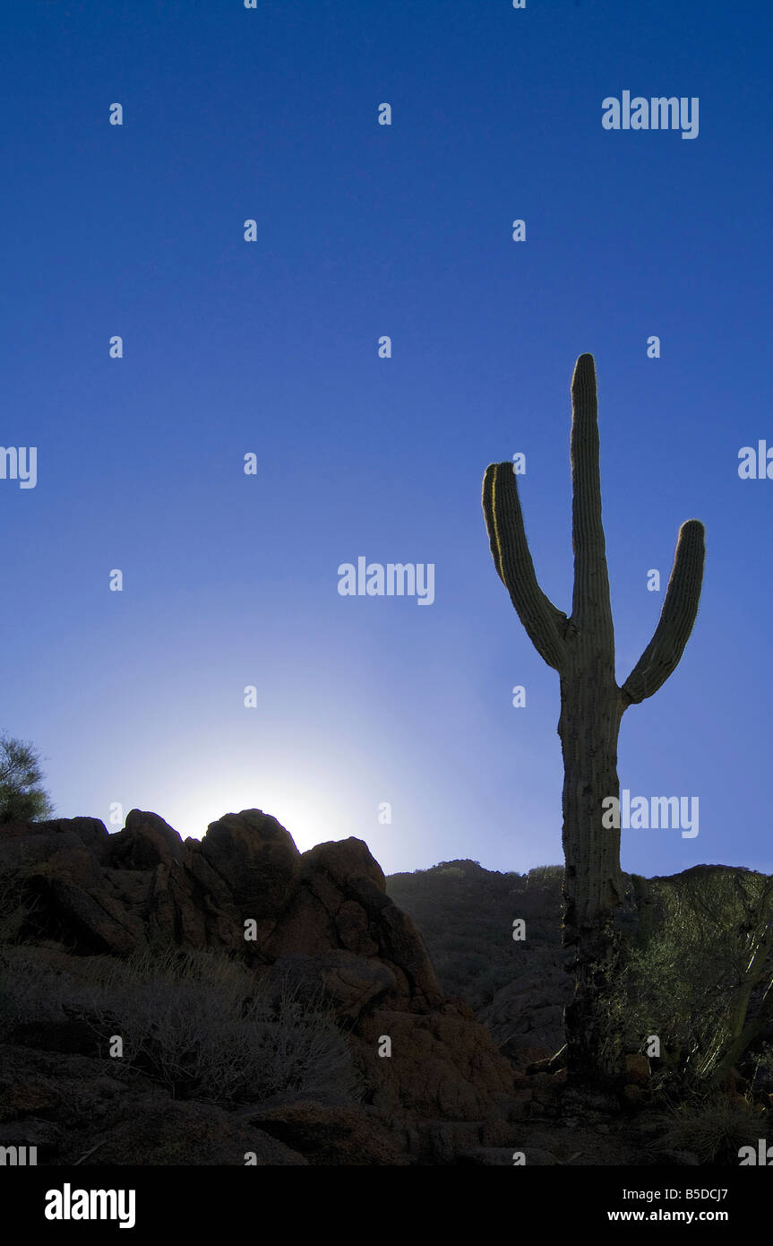 Saguaro Cactus silhouette dans la nuit du désert, Arizona USA Banque D'Images