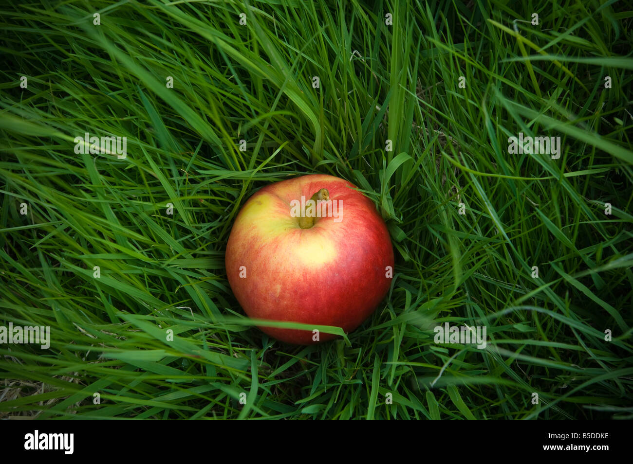 Apple cider collection Katy en attente après avoir subi de l'arbre du verger Cidre Thatchers Sandford Somerset en Angleterre Banque D'Images