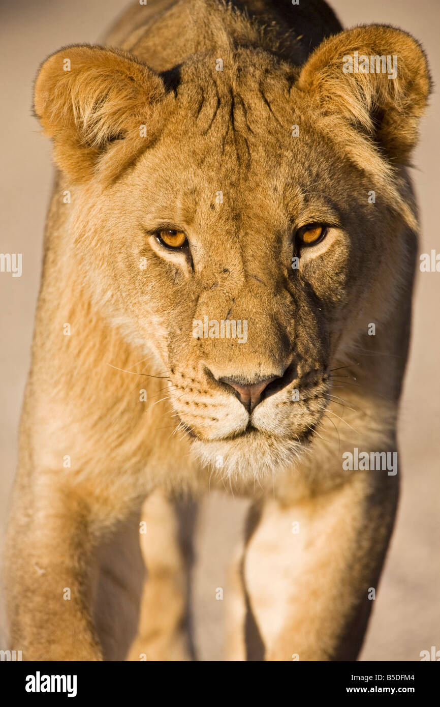 L'Afrique, la Namibie, Kalahari, Lioness (Panthera leo), close-up Banque D'Images