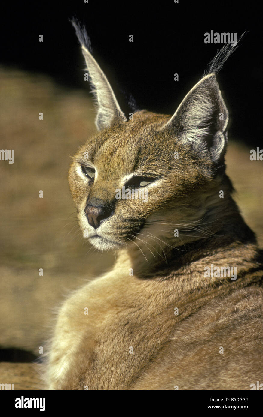 Un Caracal (Caracal caracal), aussi appelé Lynx de Perse ou de l'Afrique au repos Lynx, réchauffée par la lumière du soleil de l'après-midi. Banque D'Images
