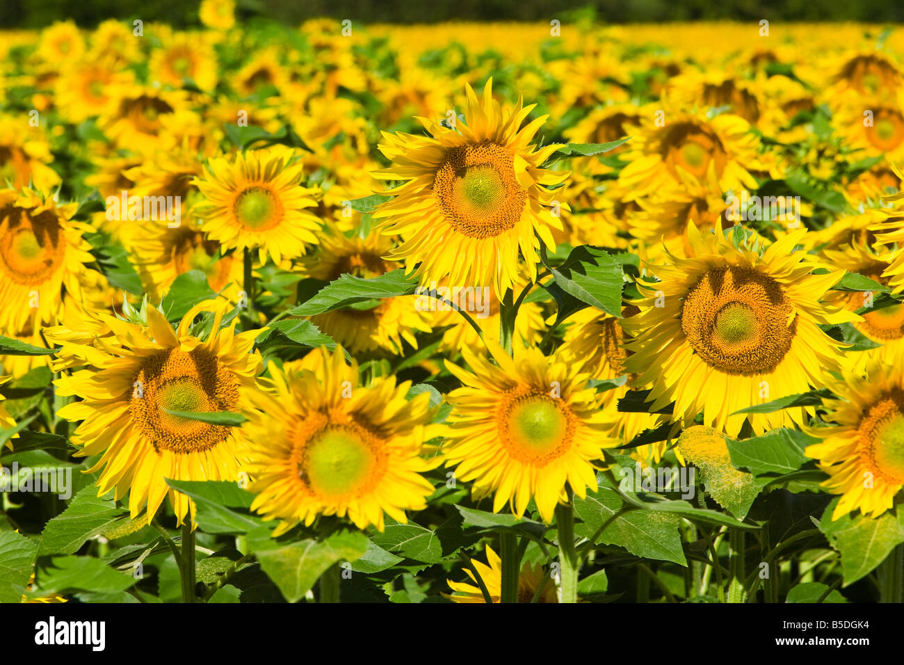 Tournesols, groupe tournesol, France Banque D'Images