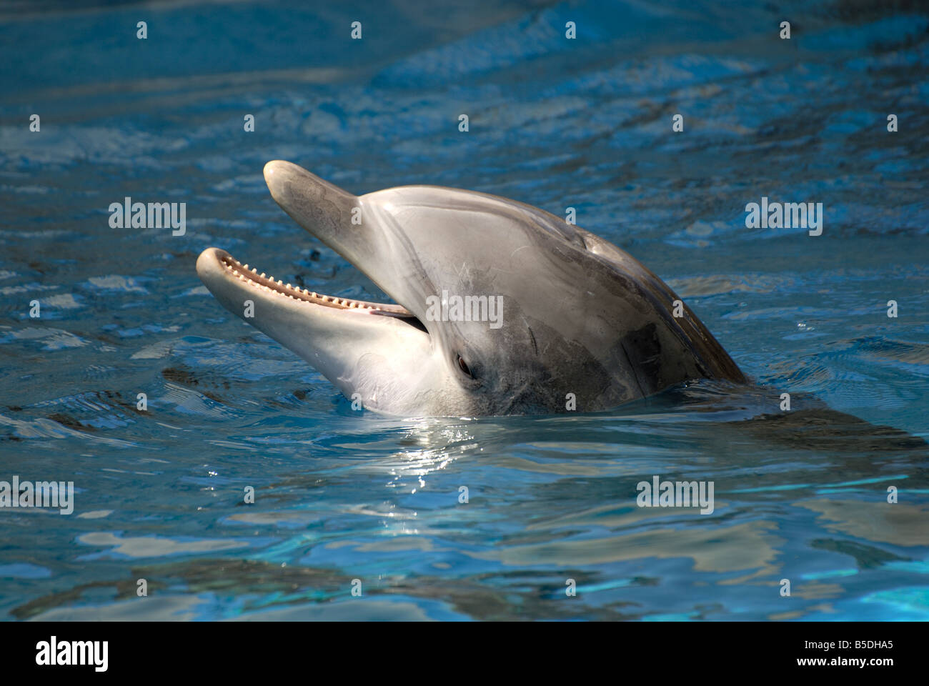 Gros plan dauphin, Texas State Aquarium, Corpus Christi, Texas, United States Banque D'Images