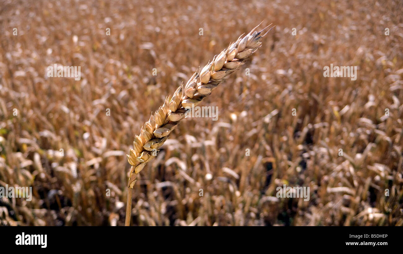 Épi de blé ou de maïs dans un produit prêt pour la récolte, soit pour l'alimentation ou de carburant bio Banque D'Images