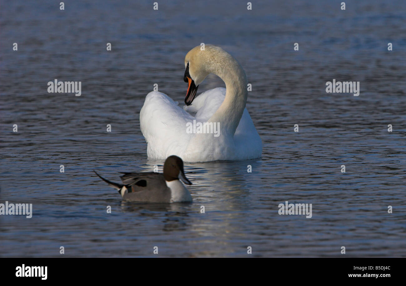 Cygne tuberculé Cygnus olor se lisser avec Canard pilet en premier plan à la lagune Esquimalt Victoria Vancouver Island BC en Février Banque D'Images