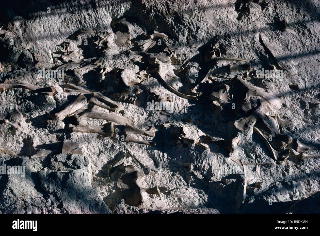 Des os de dinosaure Dinosaur National Park Utah et Colorado États-Unis d'Amérique Amérique du Nord Banque D'Images