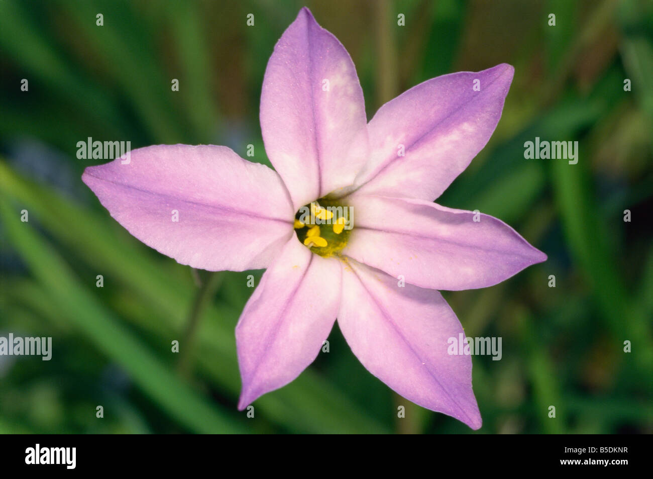 Close up of fleur Ipheion Uniflorum n prise en mars dans la région de Devon, Angleterre M H Black Banque D'Images