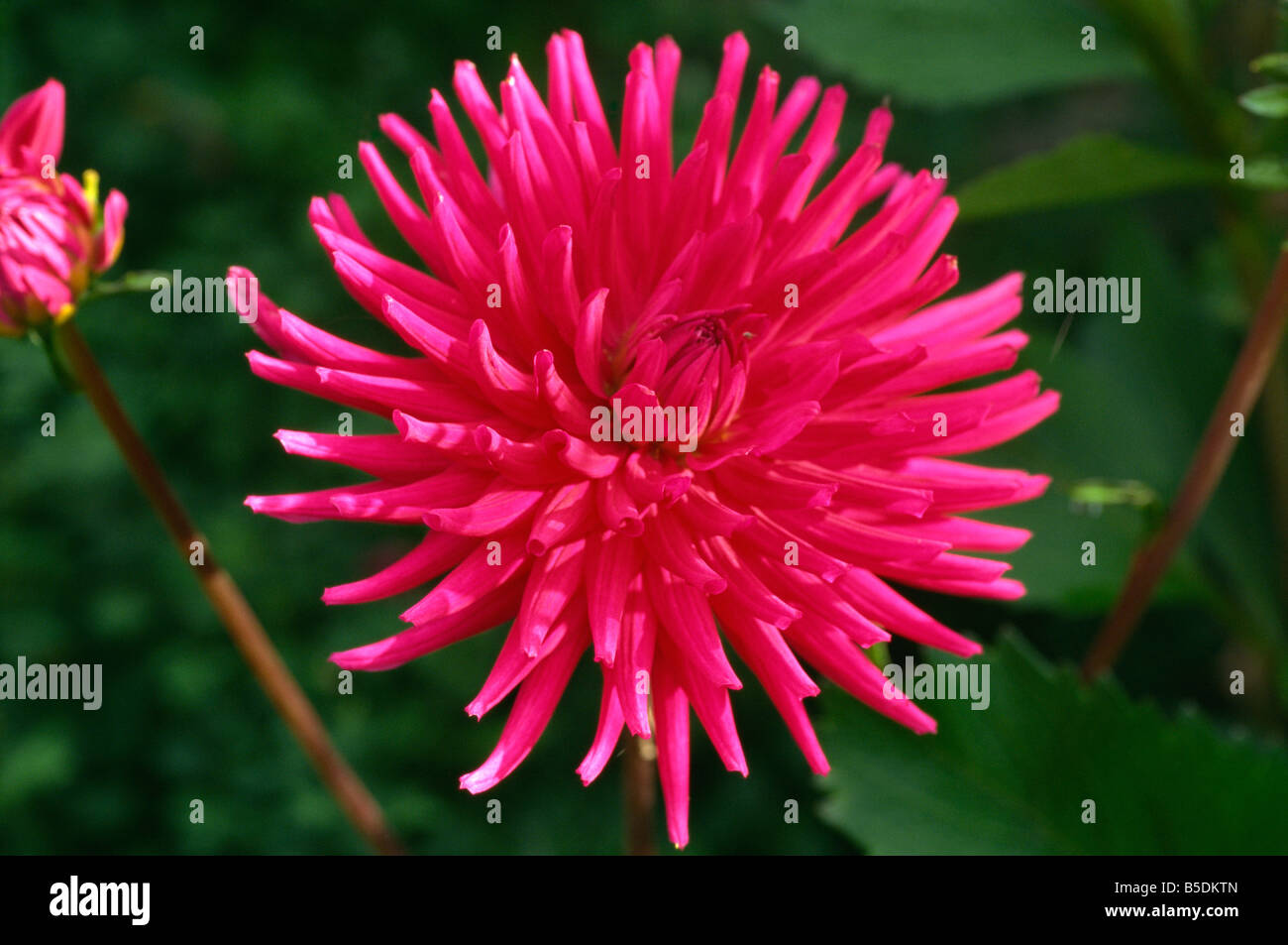 Rose lumineux type cactus Dahlia Elga prise en juillet en Angleterre M H Black Banque D'Images