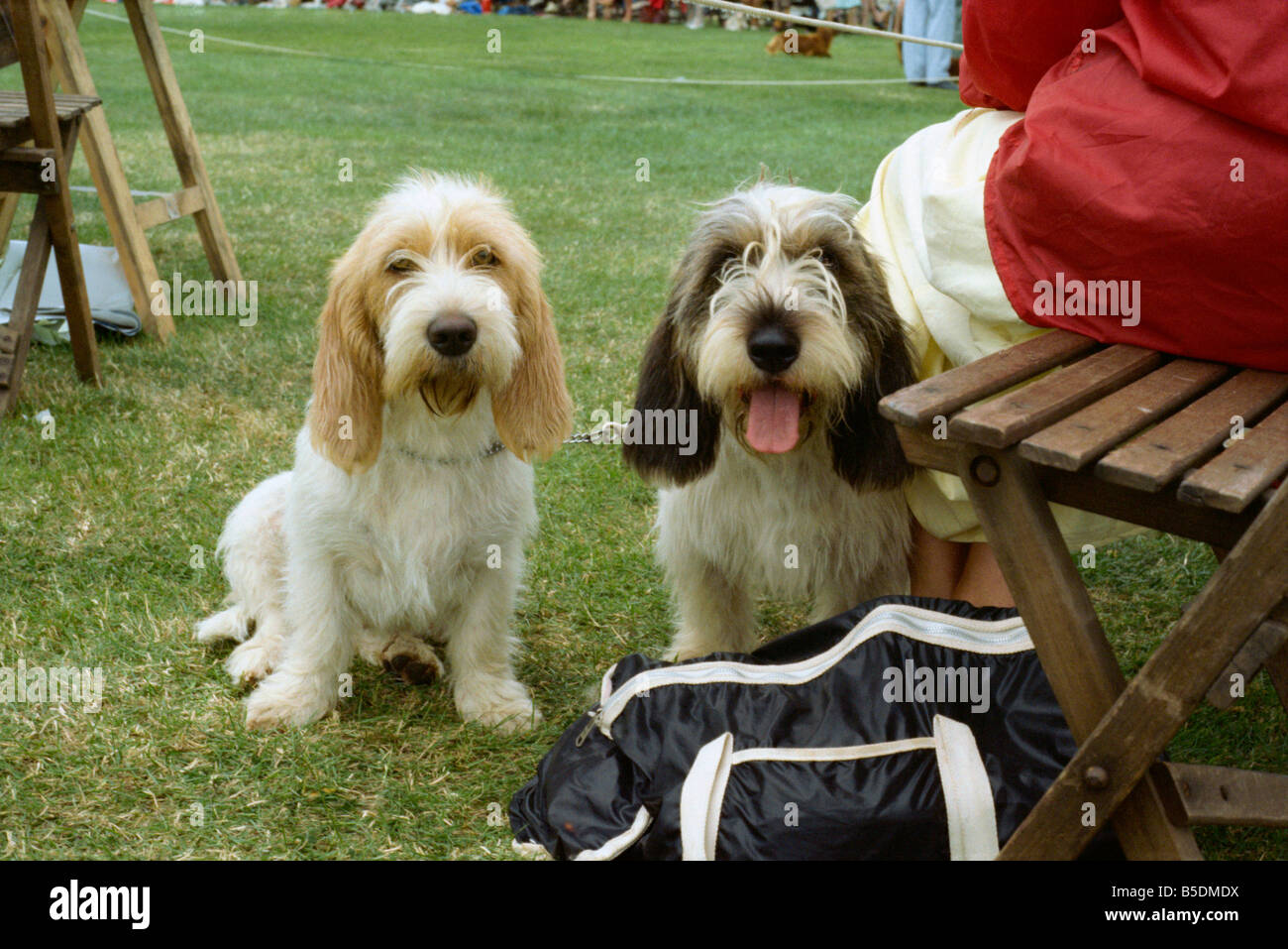 Deux chiens au dog show, en Angleterre, en Europe Banque D'Images