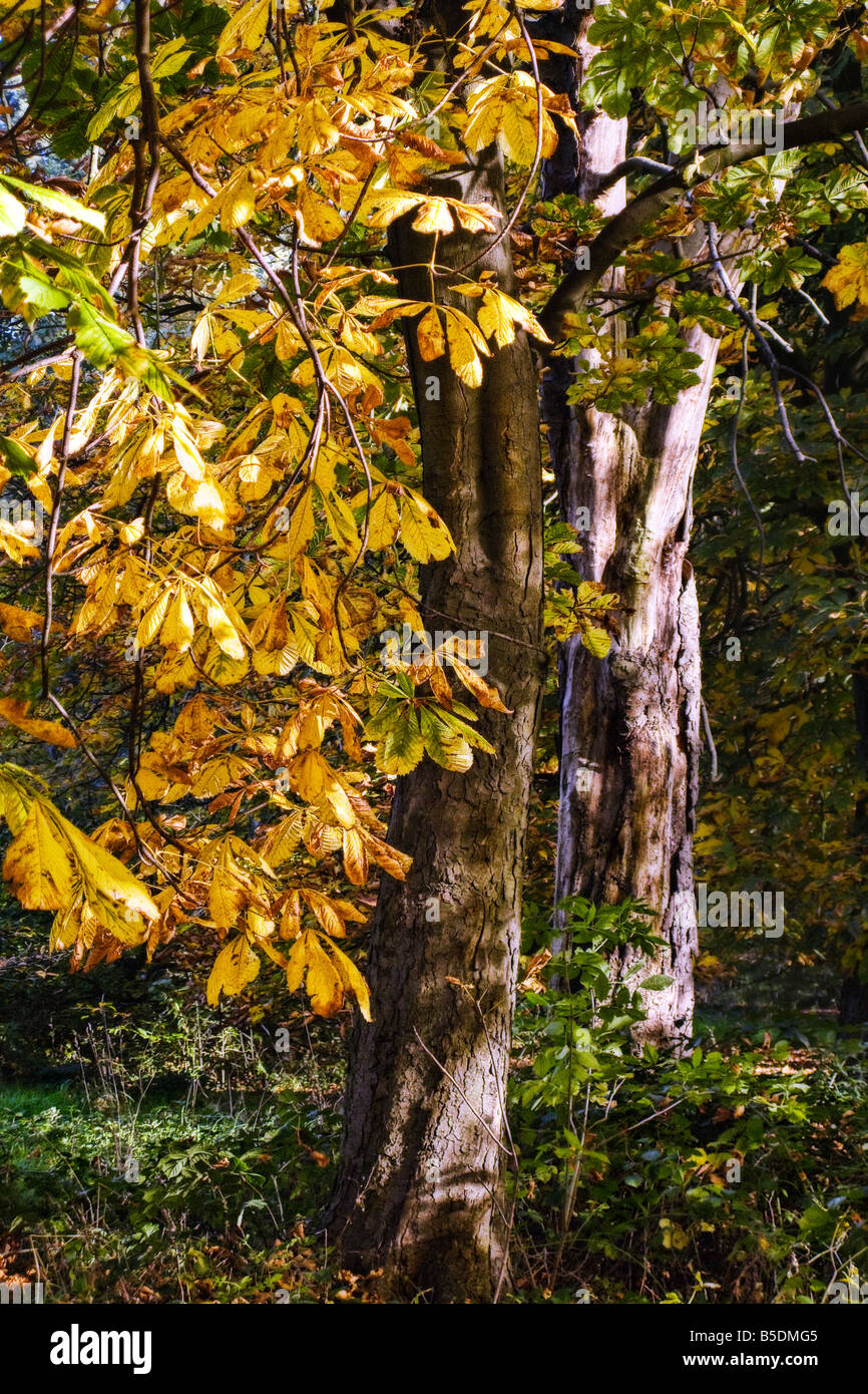 Ligne de l'automne ou au marron d'arbres couverts de Conker dans couleurs d'automne rougeoyant Banque D'Images