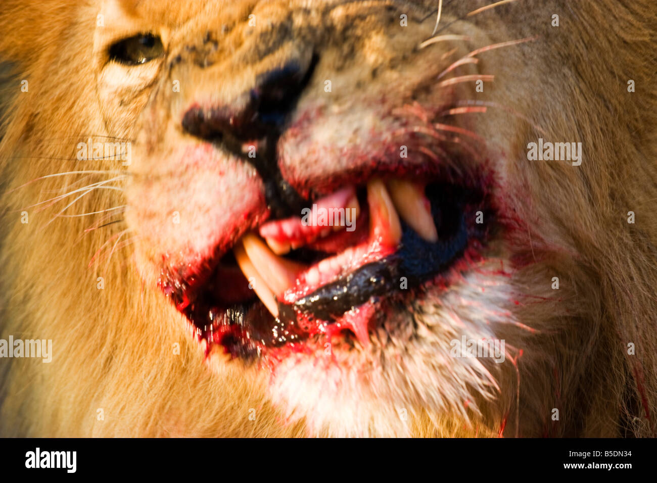 Un Lion en colère à la recherche dans le parc national d'Etosha, Namibie Banque D'Images