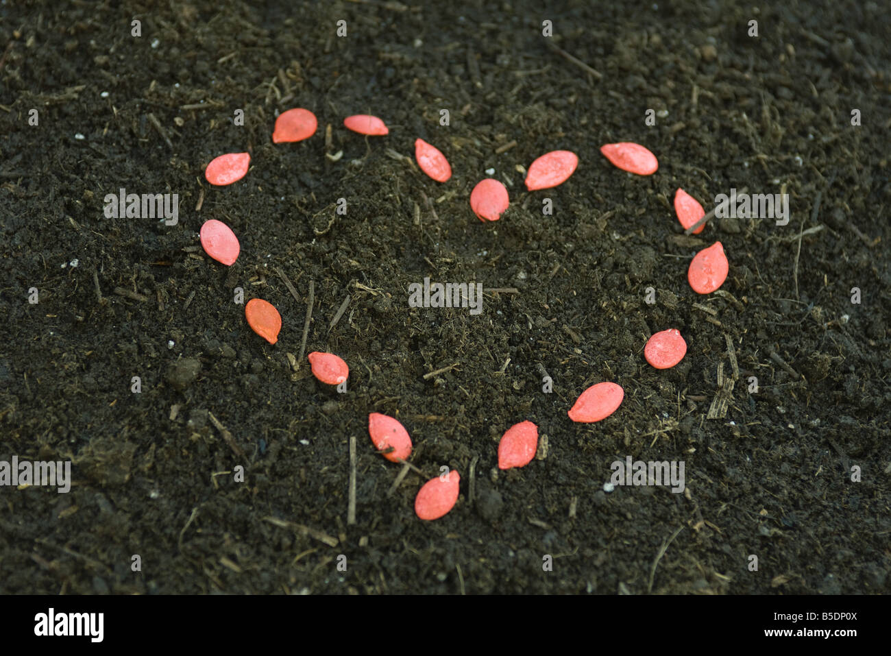 Graines rouges disposées en forme de coeur sur le sol Banque D'Images