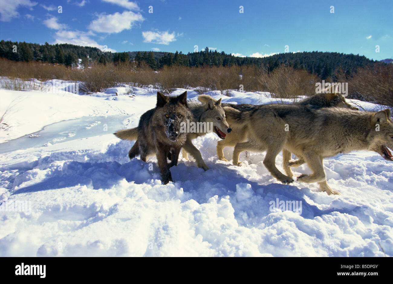 Les loups (Canis Lupis), les animaux du Montana, Montana, USA, Amérique du Nord Banque D'Images