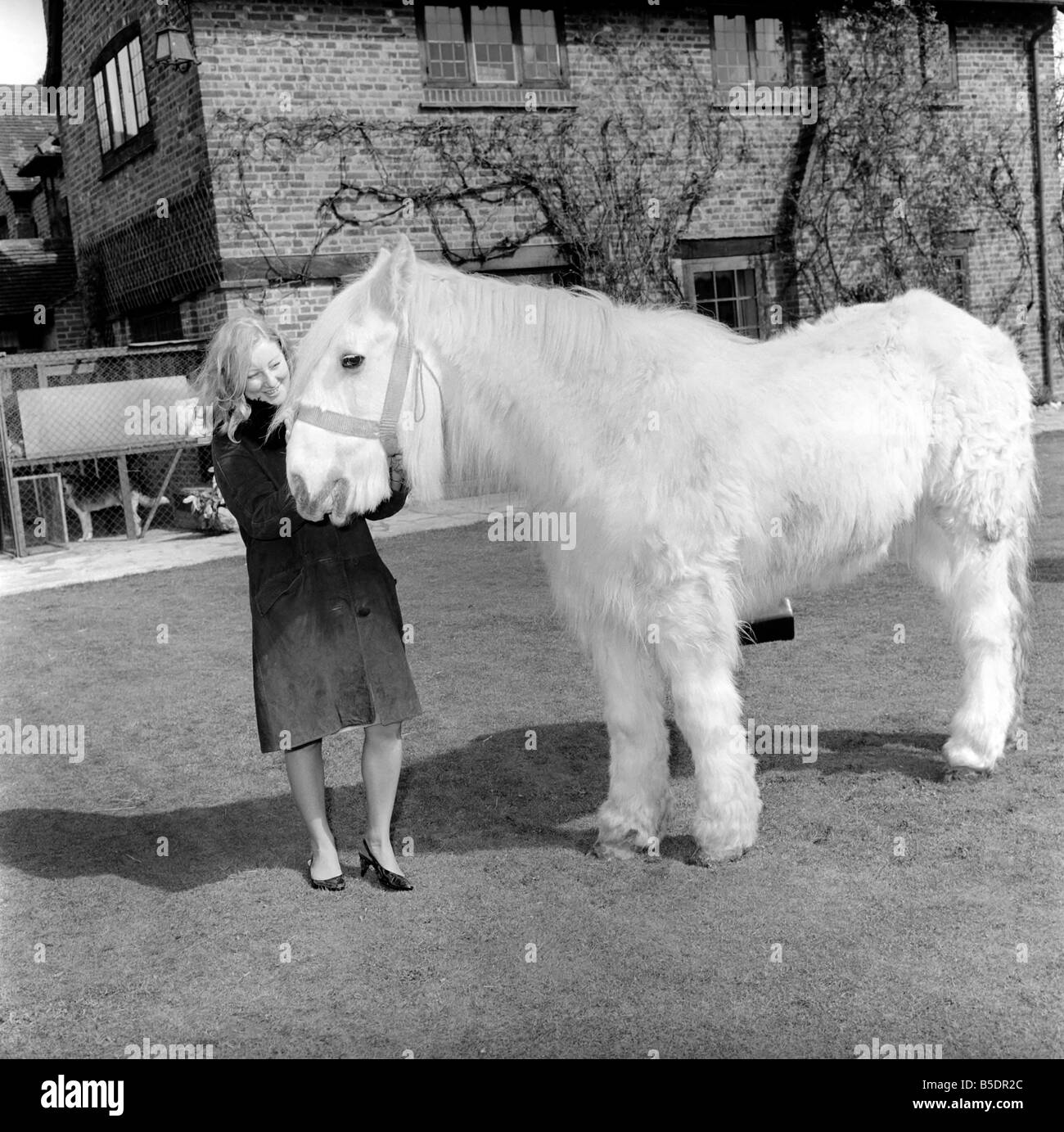 Cheval plus ancienne en Angleterre vu ici d'être caressé par femme. 1962 C116A-001 Banque D'Images