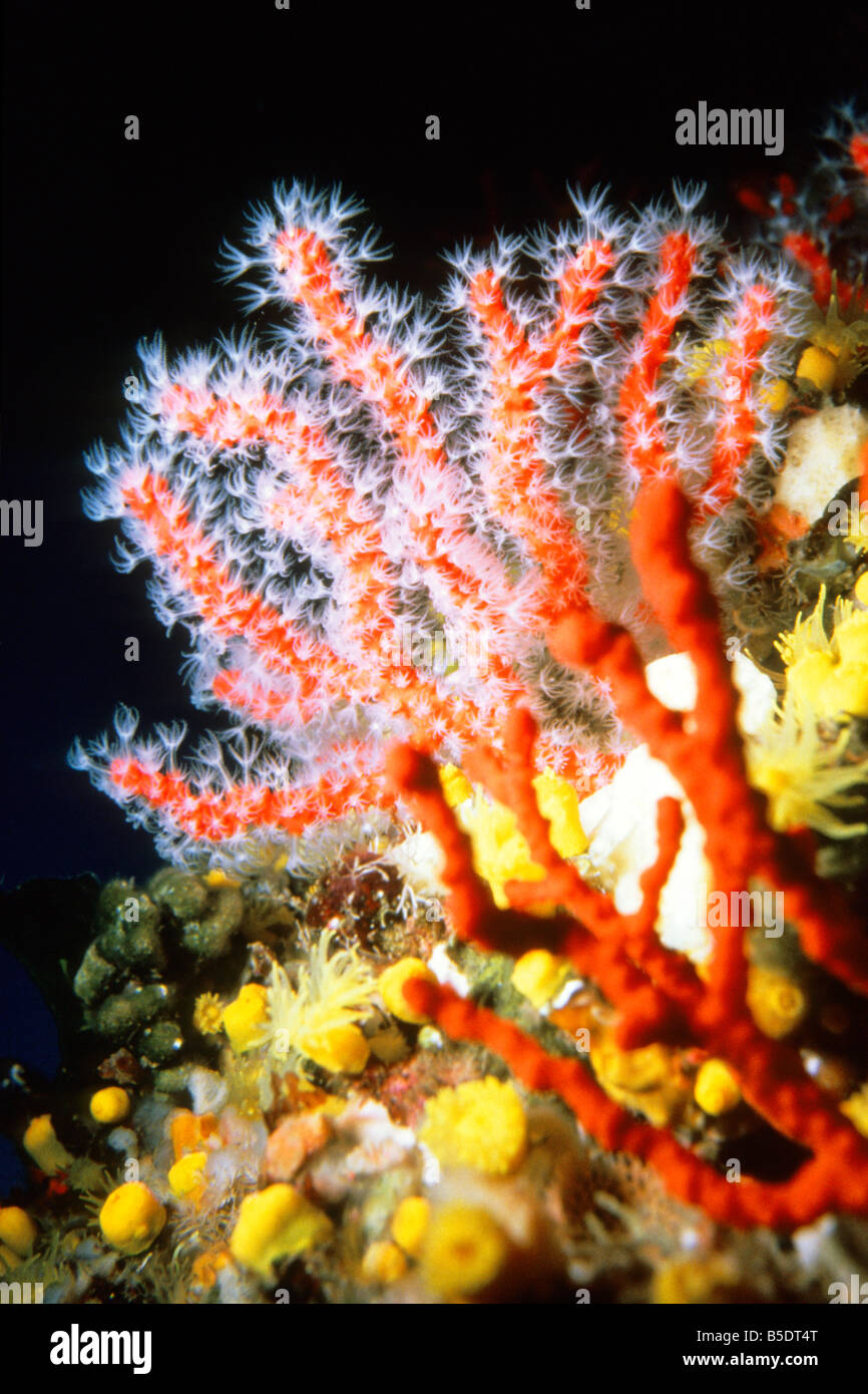 Coraux précieux, le corail rouge (Corallium rubrum), en gros plan montrant l'étendue des polypes Banque D'Images