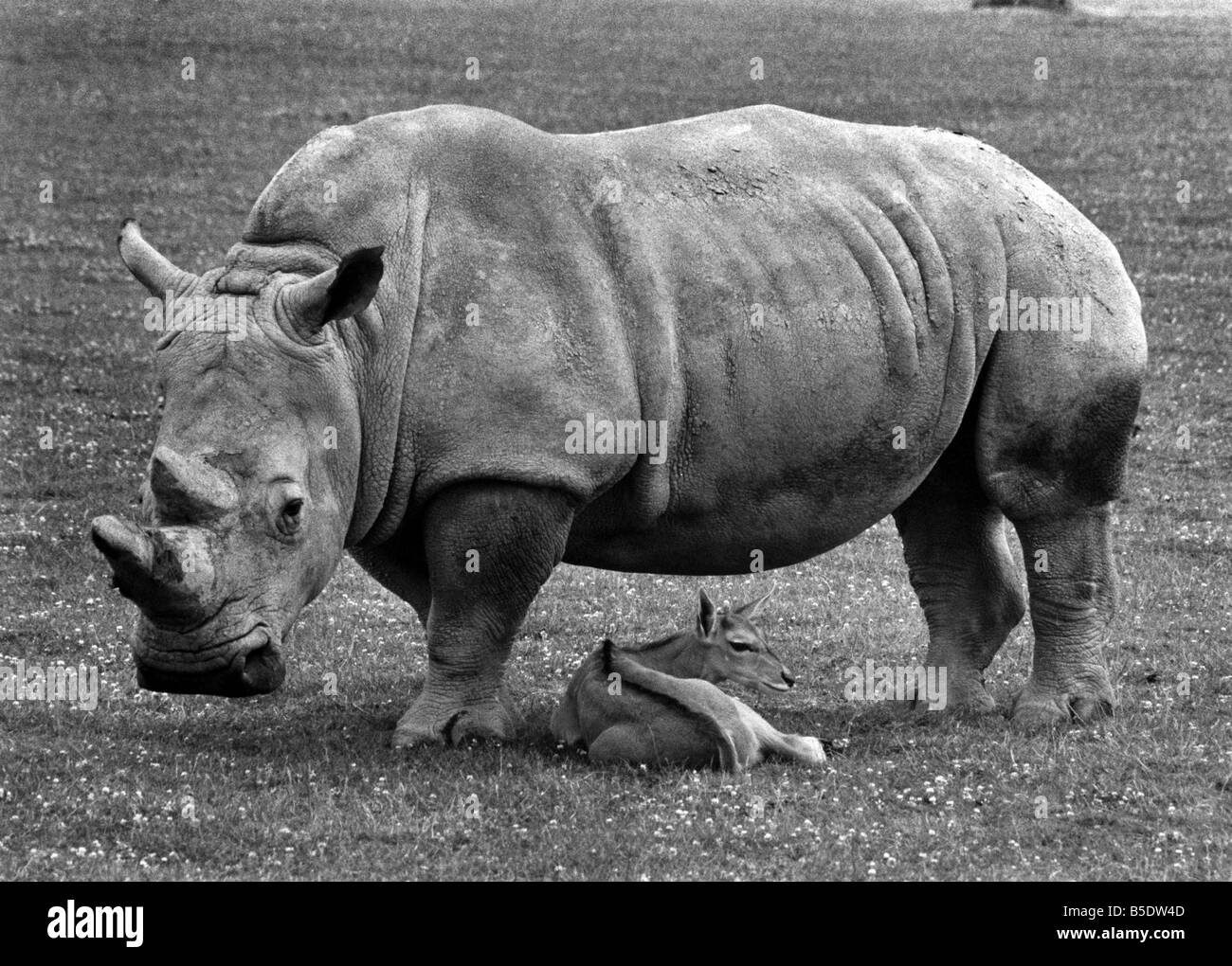 Il semble que la pluie, Deer ! Le Paddy rhino peut-être pas idée d'everyones gardienne. Mais il n'y a pas de risque d'elle était assise sur son petit compagnon de jeux. Le Rhinocéros s'occupe le veau dans un parc animalier à Burford, Oxfordshire, lorsque sa mère s'éteint pour l'alimentation. Et Paddy permet de s'assurer que le peu cher mène une vie à l'abri. Sous le couvert : Le veau, dans le coffre-fort soin de Paddy, sa gardienne de rhino. Juillet 1979 P000621 Banque D'Images