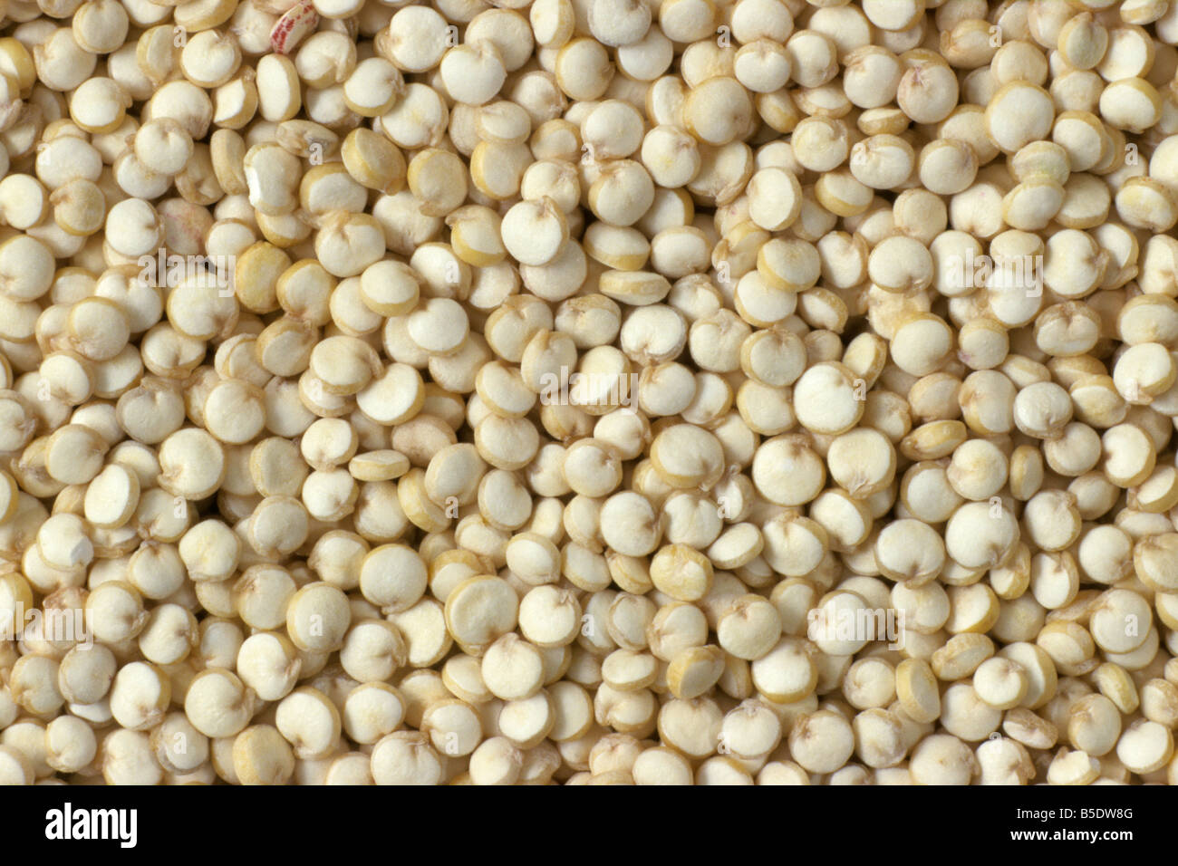 Le quinoa (Chenopodium quinoa), les graines Banque D'Images