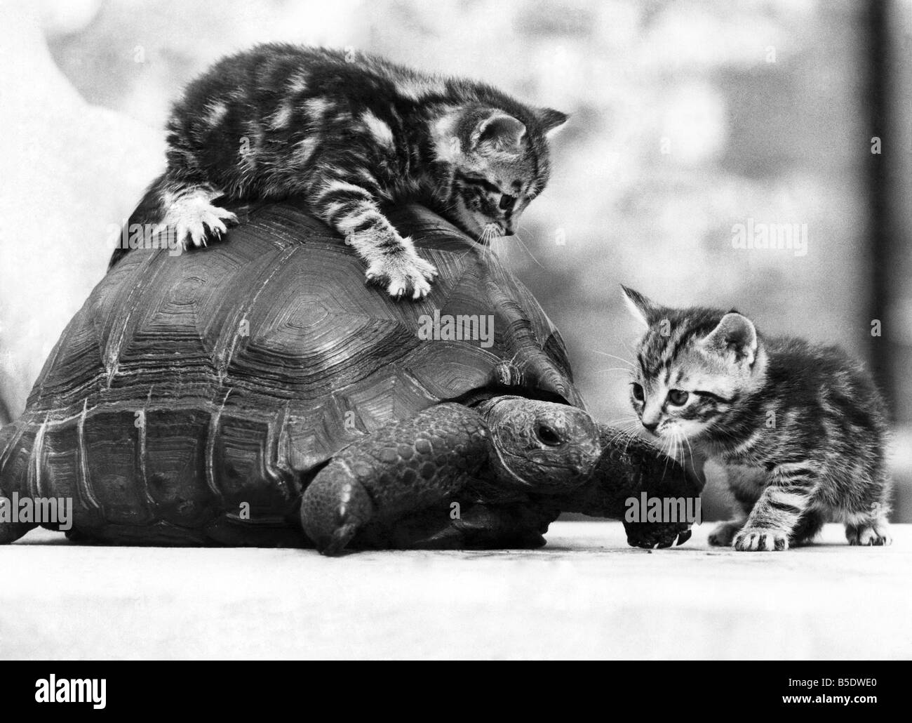 Les tortues terrestres : la foudre frappe les chats. Rapide comme flash, deux chatons se précipiter sur un nouveau jeu appelé Foudre, malheureusement la tortue géante n'a jamais vécu jusqu'à son nom et à 10 ans n'est pas de regarder pour les méfaits d'un couple de vieux de quatre semaines les félins. Mais la foudre est la chance. Tandis que les chatons créer le chaos dans la maison de leur propriétaire, Bart, Predgen à Marlow, dans le Buckinghamshire, la tortue peut simplement déplacer la maison et se cacher - à l'intérieur de sa coquille. Balancing act......avec la foudre la Kittenish chatons. P000719 Banque D'Images