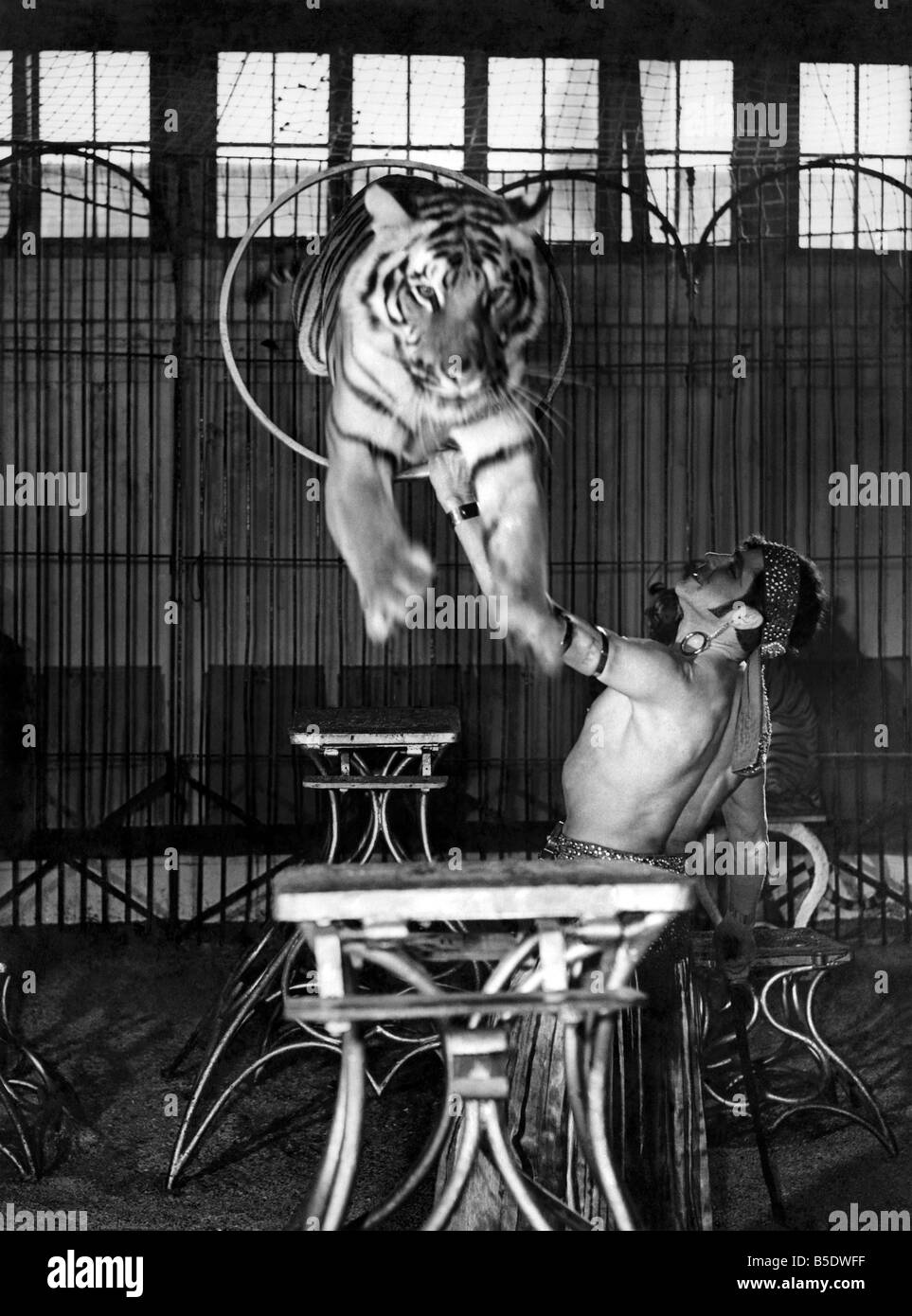 Animaux - tigres 1940 : Le tour du cerceau qui est un bon exemple d'une précision de l'oeil du tigre. P000736 Banque D'Images