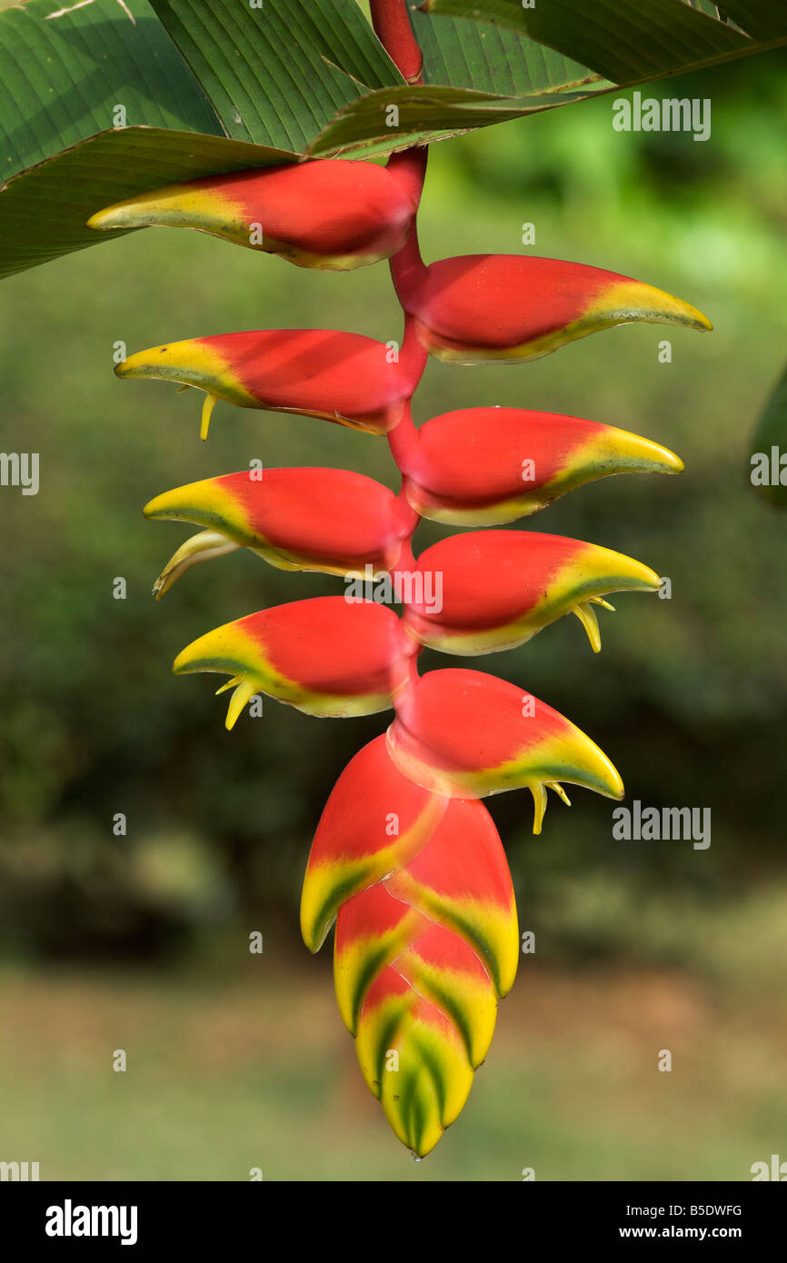 Le rouge et jaune 'hanging crab claw' Heliconia Rostrata (fleur) en Tanzanie. Banque D'Images