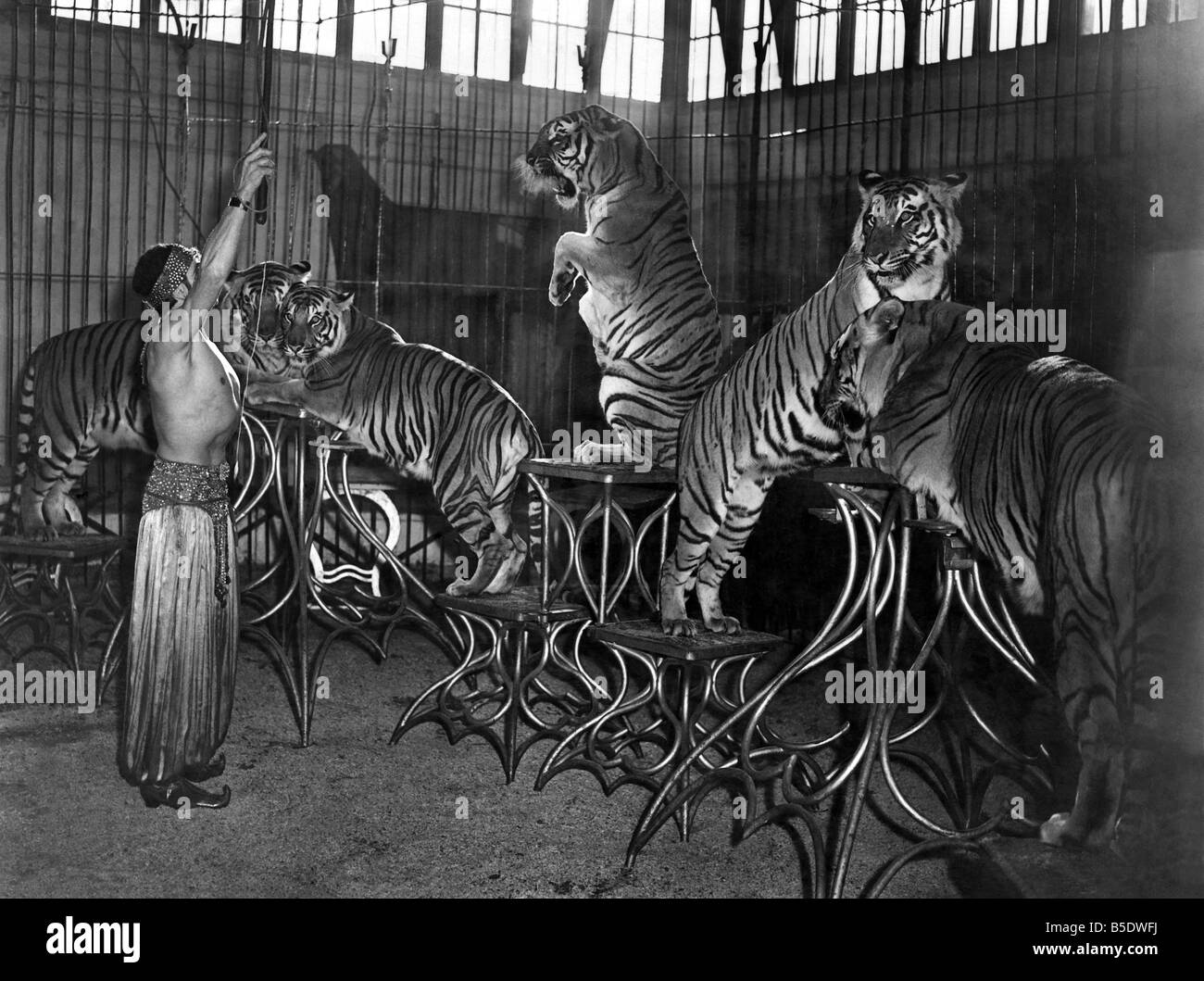 Animaux - tigres 1940 : La haute-lumière de l'exposition. Centre de la bête de la pyramide est faite à mendier. P000737 Banque D'Images