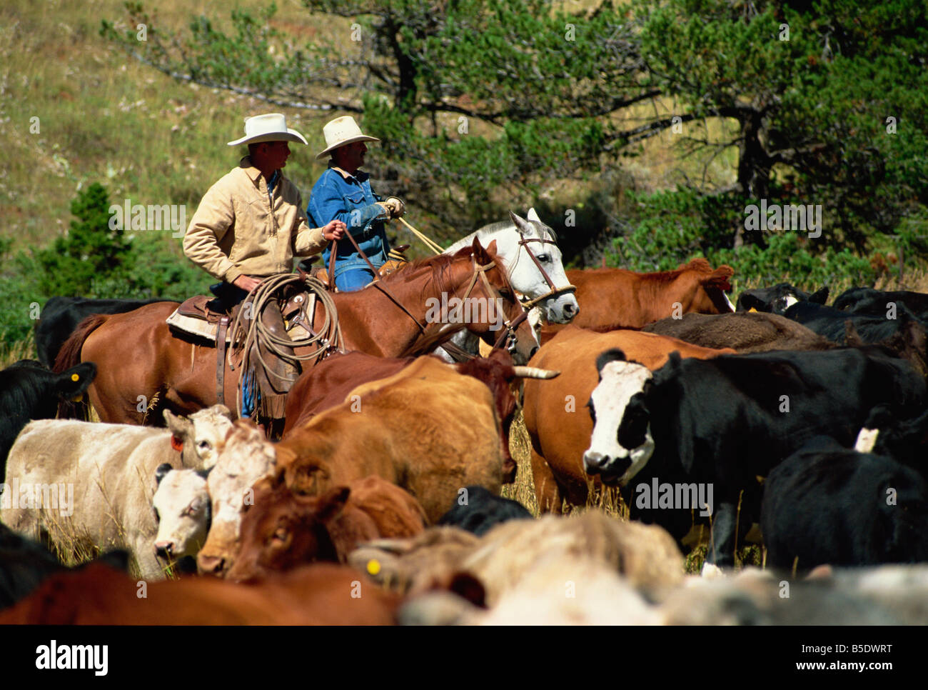 Round-up de bovins dans des pâturages, Lonesome Spur Ranch, Lonesome Spur, Montana, USA, Amérique du Nord Banque D'Images
