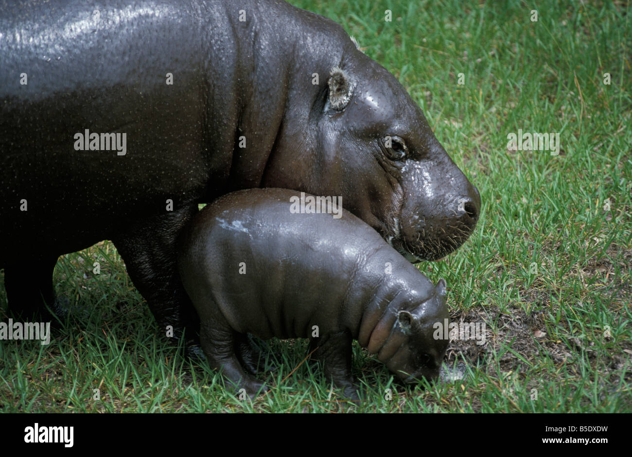 Hippopotame pygme hippopotame pygmée Choeropsis liberiensis et jeunes adultes adultes Afrique Afrique animal animaux un amphibie amphibius Banque D'Images