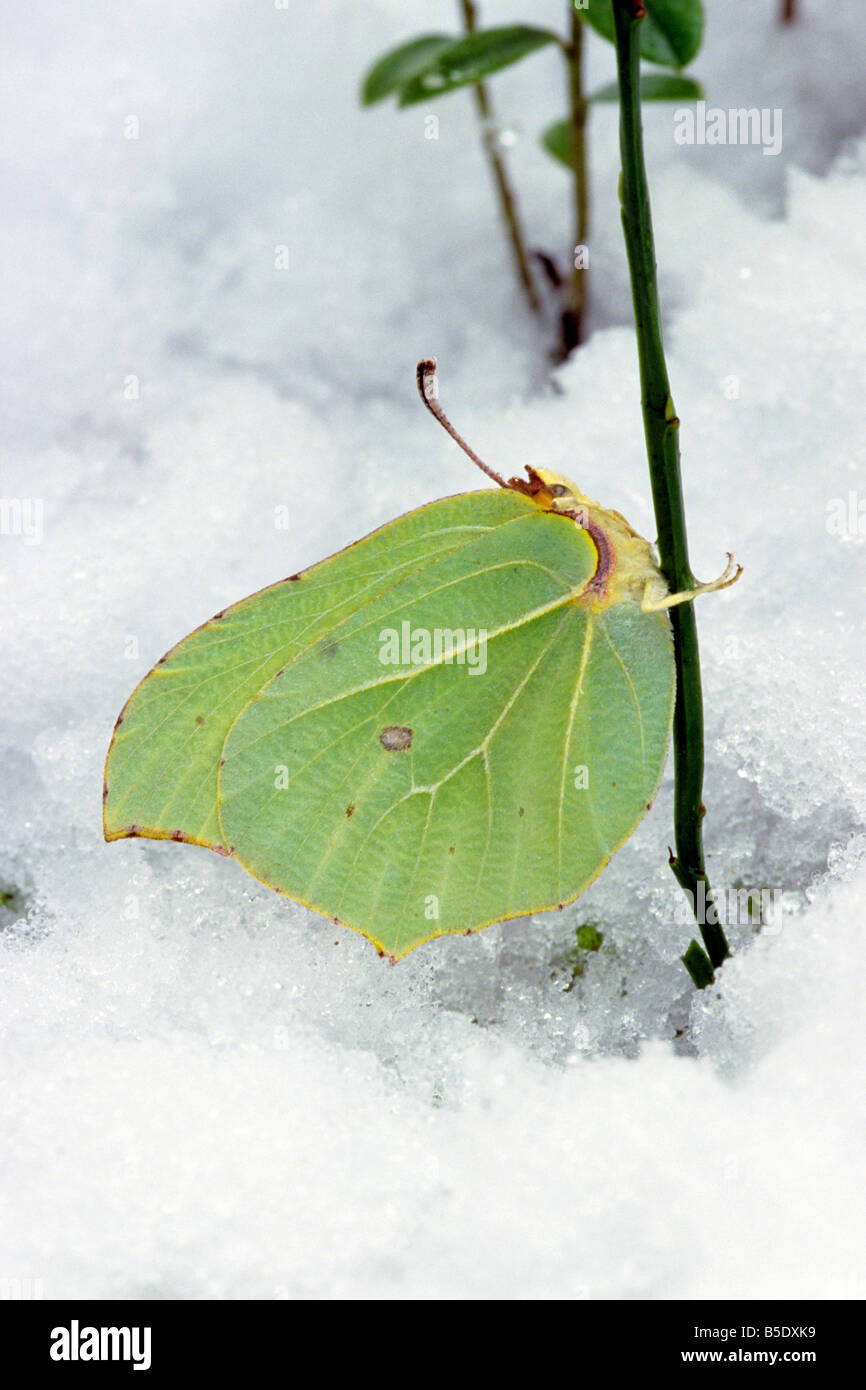 De souffre (Gonepteryx rhamni) dans la neige, l'espèce est l'un des premiers à vous réveiller enfin de l'hibernation Banque D'Images