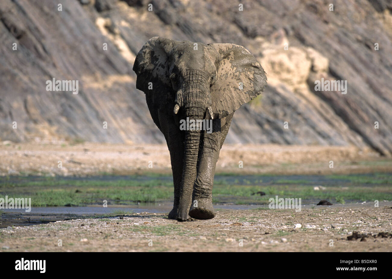 L'éléphant africain, Hoarusib, Kunene, Namibie Banque D'Images