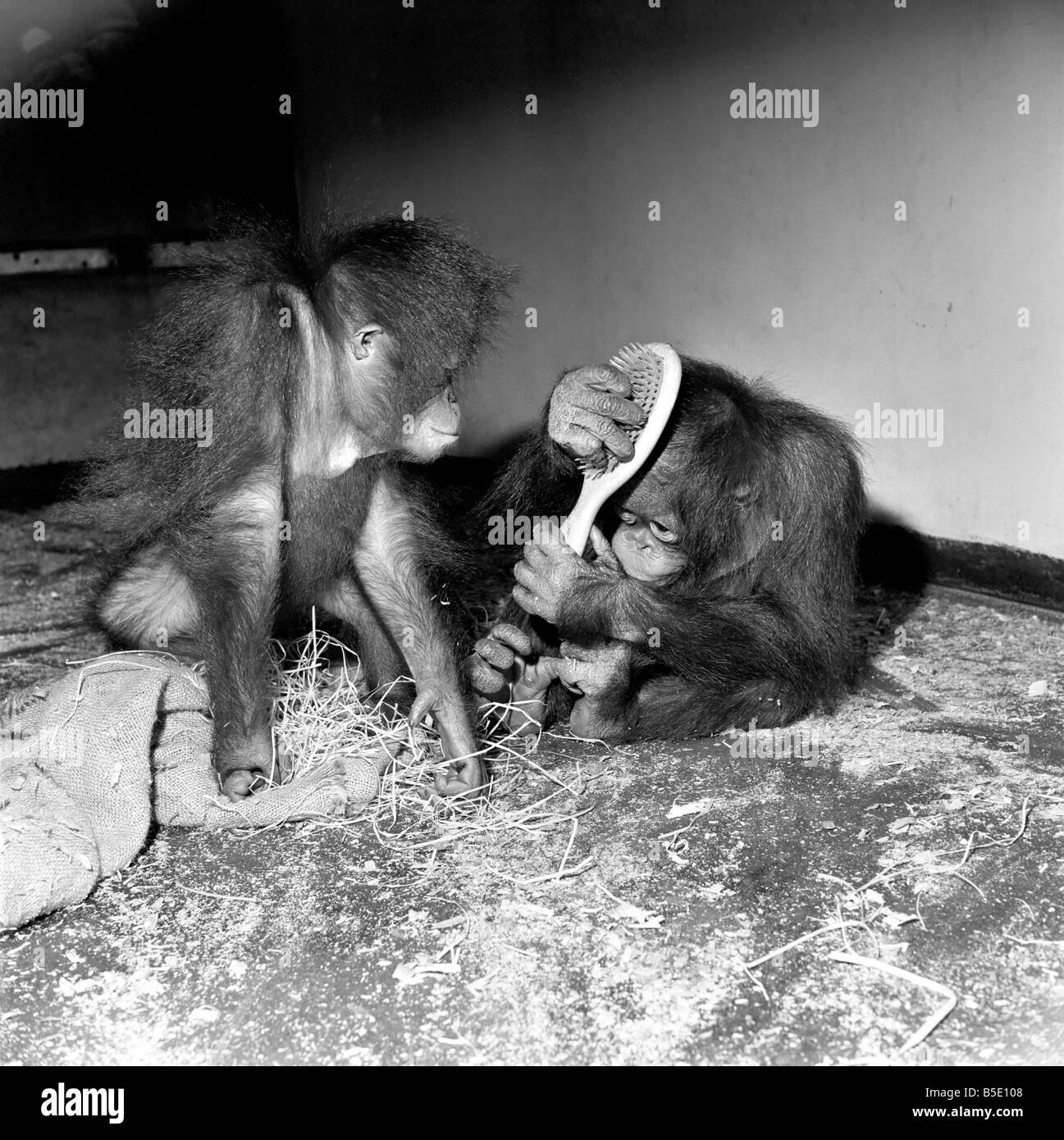 Mauvais jour de cheveux. Nommée Marthe et Kimbu. Ces deux Orang-Utangs a deux ans. La mère de Martha a été tué par des indigènes et Martha elle-même a été capturé et vendu par les indigènes à une femme qui le rend son entreprise afin de protéger les espèces Orang-Utang, et c'est elle qui a remis à Martha Le zoo de Chester. Kimbu a été trouvé après une escarmouche de troupes sur la frontière indonésienne. Sa mère avait été soit tués ou s'étaient enfuis, et Kimbu a également enregistré et envoyé au Zoo de Chester. Août 1966 W7637-001 Banque D'Images
