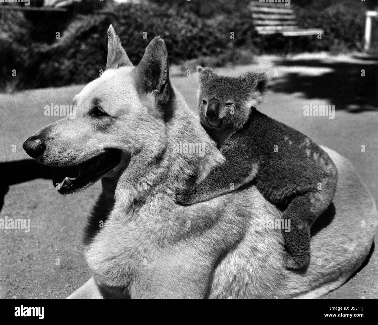 Au cours de leur séjour de trois jours dans la région de Brisbane, Australie, la Reine et le duc d'Édimbourg ont visité le Lone Pine Koala Sanctuary, le plus important en Australie. Il y ils ont rapidement fait des amis avec les gentils petits animaux. Le Husky est tout à fait l'habitude de donner gratuitement à son Koala amis au sanctuaire de Lone Pine. ;Mars 1963 Banque D'Images Au cours de leur séjour de trois jours dans la région de Brisbane, Australie, la Reine et le duc d'Édimbourg ont visité le Lone Pine Koala Sanctuary, le plus important en Australie. Il y ils ont rapidement fait des amis avec les gentils petits animaux. Le Husky est tout à fait l'habitude de donner gratuitement à son Koala amis au sanctuaire de Lone Pine. ;Mars 1963 Banque D'Images