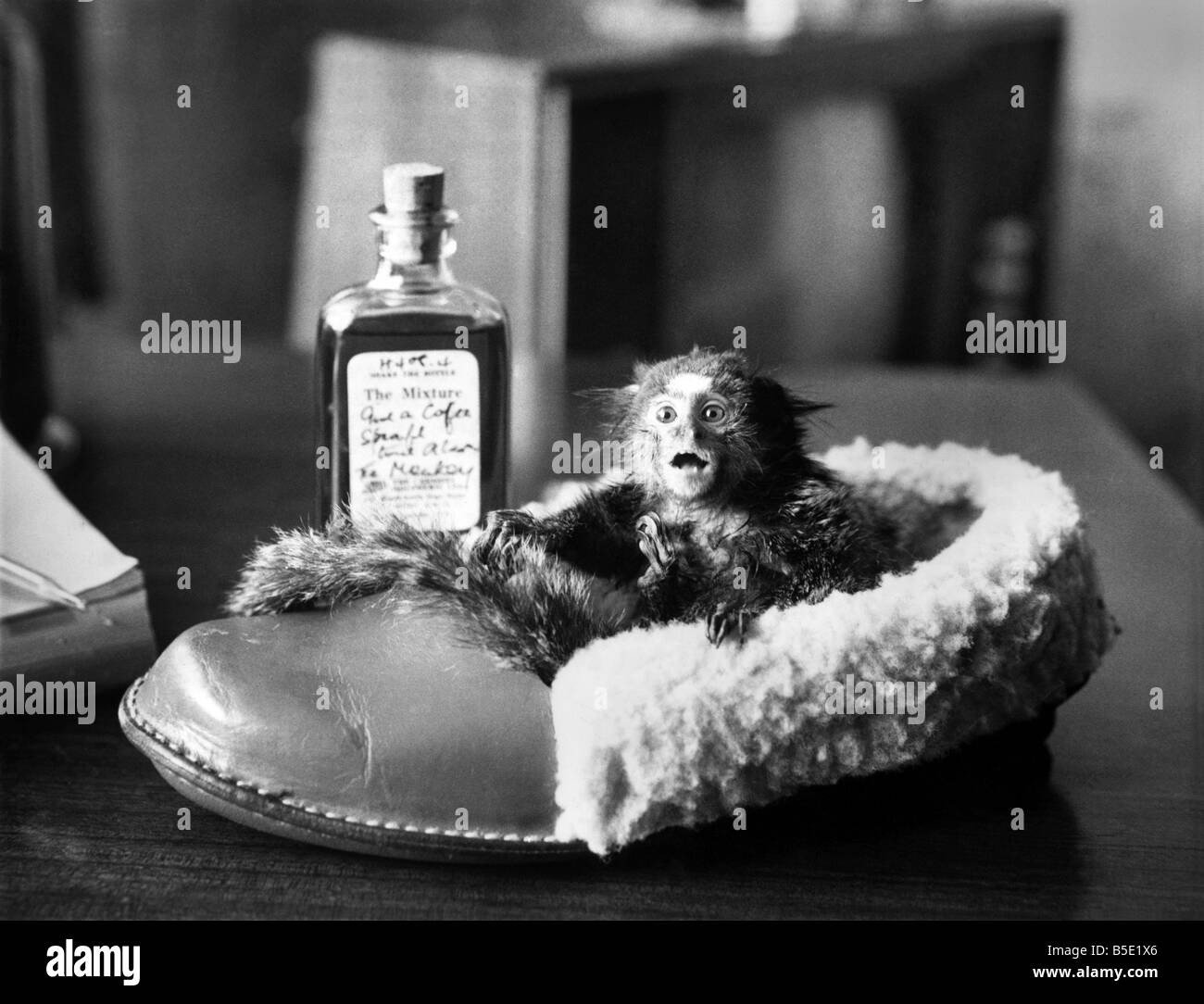 Tarzan Le Bebe Ouistiti Moneky Est Representee Dans Le Sabot De Son Maitre Prete Et Desireuse D Obtenir Jusqu A Toutes Sortes De Trucs Et Astuces De Singe Ma Photo Stock Alamy Tarzan Le Bebe Ouistiti Moneky Est Representee Dans Le Sabot De Son Maitre Prete Et Desireuse D Obtenir Jusqu A Toutes Sortes De Trucs Et Astuces De Singe Ma Photo Stock Alamy
