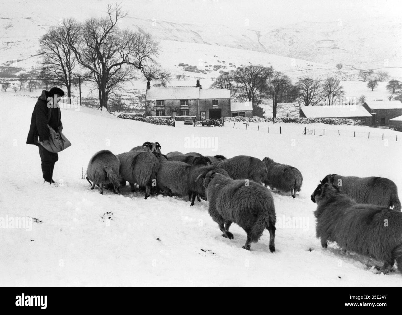 Éleveur Ken Dickinson de Wolfen Hall Farm, à l'effritement, près de Preston, nourrir son troupeau après la récente de la neige. ;Janvier 1984 Banque D'Images