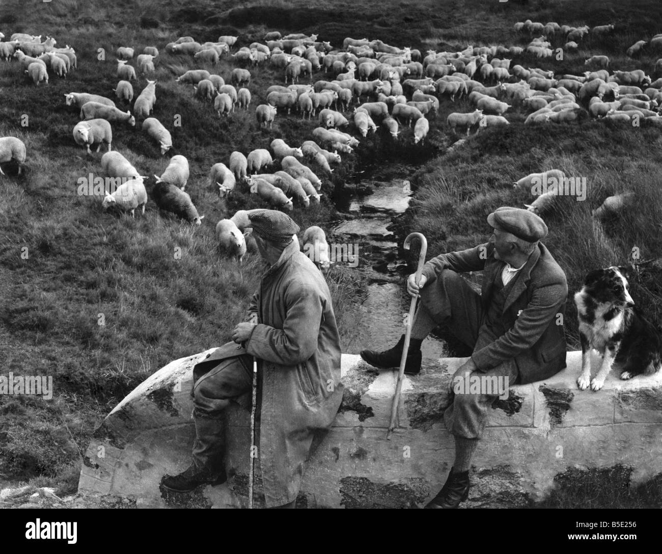 Sur 364 jours de l'année c'est un paisible village de 1 046 personnes. La seule excitation est la capture d'un gros saumon ou la visite hebdomadaire d'un cinéma mobile. Mais une fois par an les agneaux venir en ville et Lairg se réveille. Les agneaux descendre de la Sutherland Hills - 27 000 d'entre eux ont baissé pour la vente d'aujourd'hui, la plus grande vente d'agneau d'une journée dans le pays. Les agriculteurs et les acheteurs de toute l'Ecosse et le pays de la frontière. ;John bergers McNares (gauche) et Bob Ross reste leur troupeau au cours du voyage à Lairg. ;Août 1950 Banque D'Images