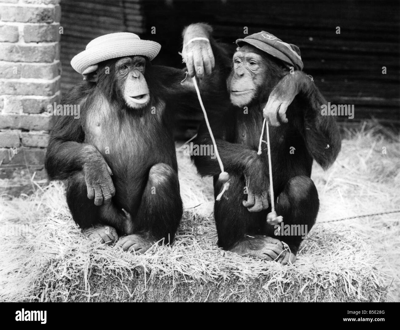 La grande chose au sujet de conkers, le traditionnel anglais jeu joué avec cheval châtaignes fileté à chaîne, c'est que vous n'avez qu'à n'importe qui peut jouer. Et maintenant que la saison bat son plein, deux nouveaux venus essayer leurs mains au sport, et de trouver un coup de grâce. Yoko et Jason, deux trois ans de chimpanzés, prendre à son tour de glisser à l'autre dans le West Midlands Safari Park, Bewdley à Worcestershire. Les chimpanzés peuvent être mieux connus pour leur partie de thé astuces, mais il n'y a aucune raison pourquoi ils ne devraient pas être bons à conkers, aussi. Après tout, ils vivent dans un parc de jeux. Octobre 1973 Banque D'Images